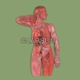 Lymphatic System Lymphatic System